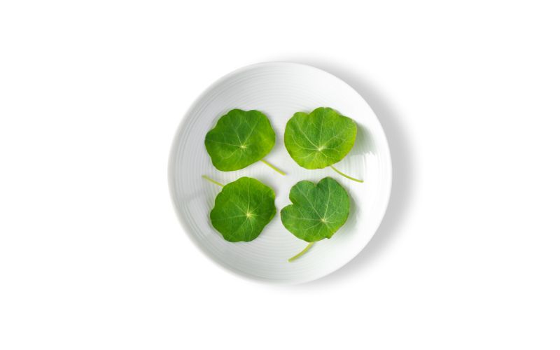 Petite Nasturtium Leaves