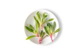 Petite Ice Plant