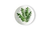 Petite Kinome Leaf