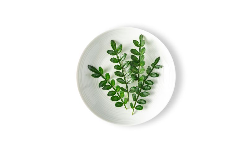 Petite Kinome Leaf