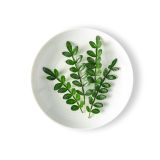 Petite Kinome Leaf