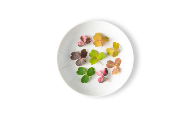 Petite Meadow Sorrel Mix