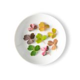 Petite Meadow Sorrel Mix