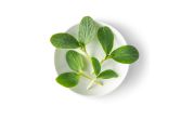 Petite Pumpkin Greens