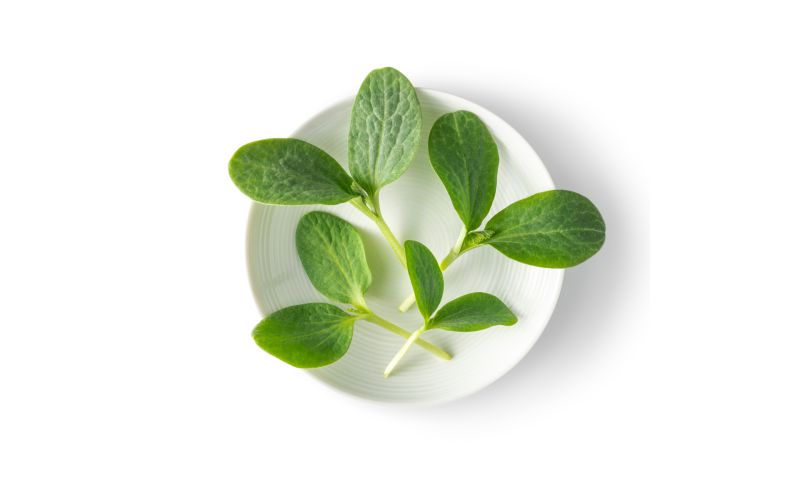 Petite Pumpkin Greens