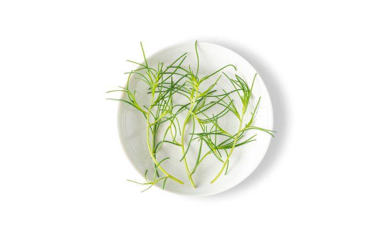Petite Sea Grass