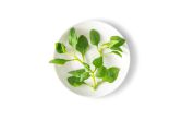 Petite New Zealand Spinach