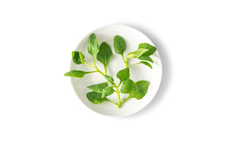 Petite New Zealand Spinach