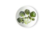 Petite Red Watercress