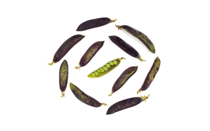 Organic Purple Snow Peas