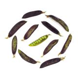 Organic Purple Snow Peas