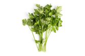 Organic Italian Parsley