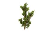 Wild Juniper Sprigs