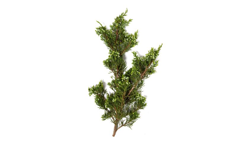 Wild Juniper Sprigs