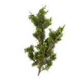 Wild Juniper Sprigs