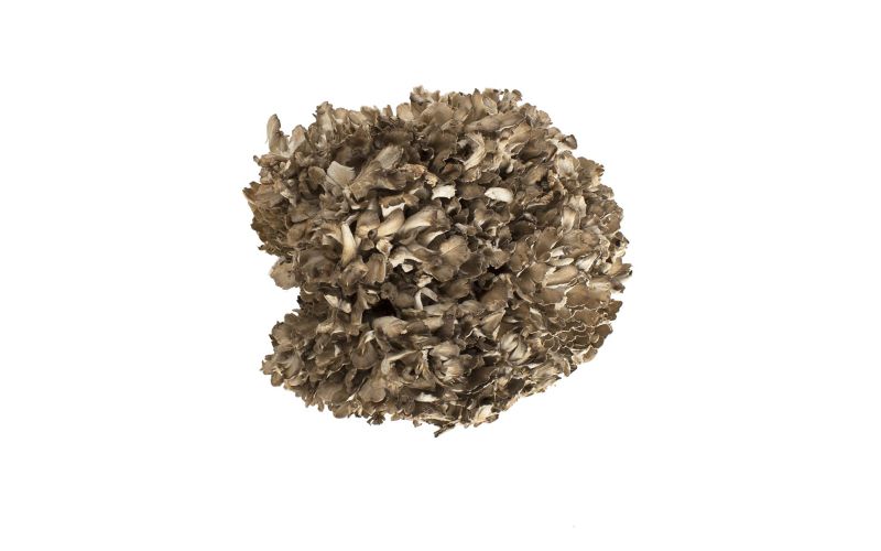 Organic Extra Large Maitake/Hen of the Woods Mushrooms