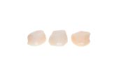 Wild Caught Sea Scallops u10