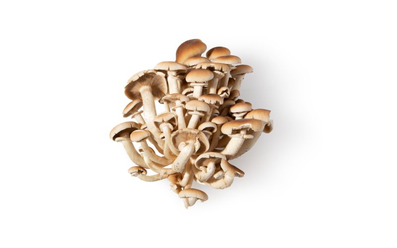 Pioppino Mushrooms