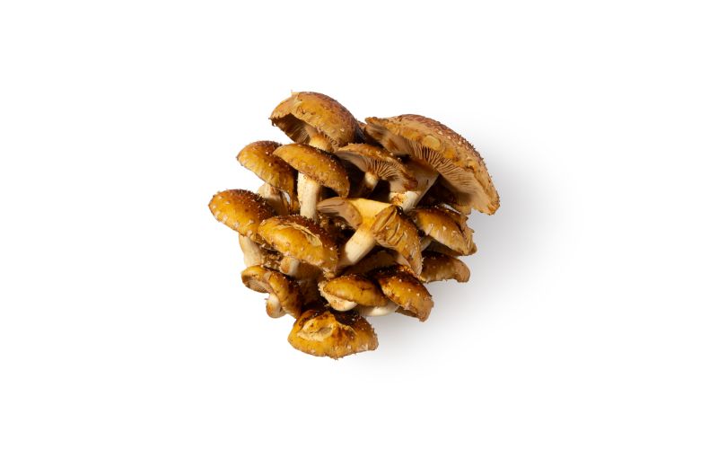 Chestnut Mushrooms