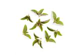 African Blue Basil