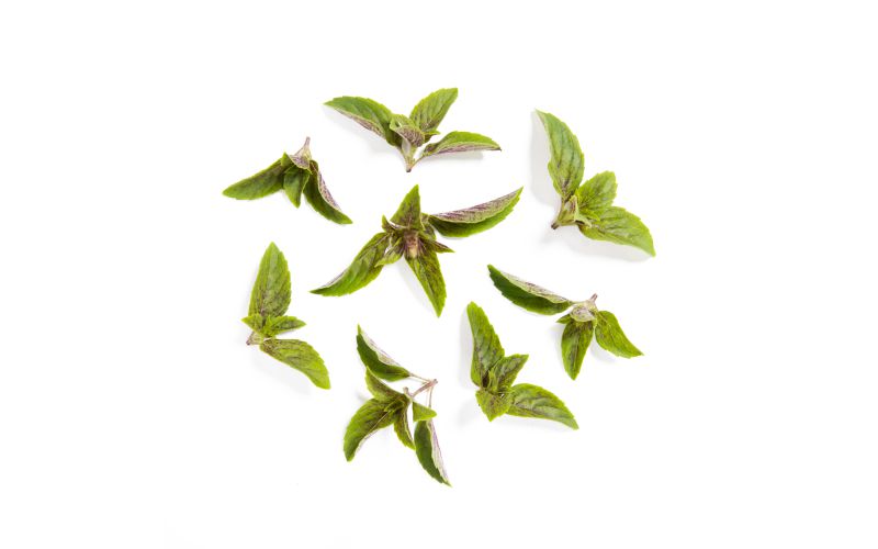 African Blue Basil