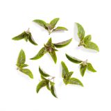 African Blue Basil
