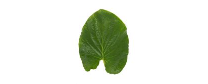 SSaM Hoja Santa