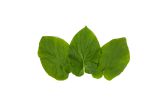 SSaM Hoja Santa