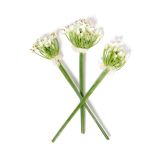 Garlic Chive Blossoms