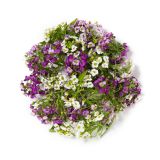 Giverny Alyssum Flowers