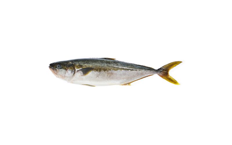 Whole Farmed Hiramasa