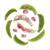 Organic Christmas Lima Beans