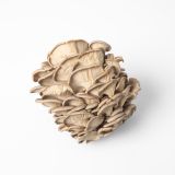 Oyster Mushrooms