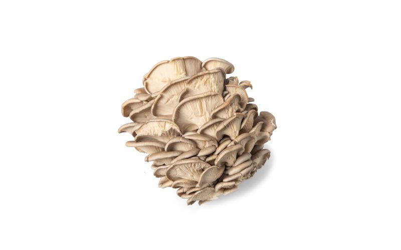 Oyster Mushrooms