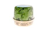 Organic Butter Lettuce