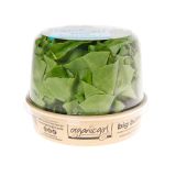 Organic Butter Lettuce