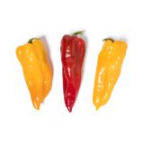 Organic Mixed Bull's Horn Peppers