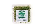 Alfalfa Sprouts