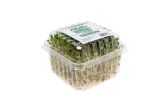 Alfalfa Sprouts