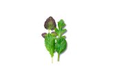 Power 4 Baby Leaf Blend