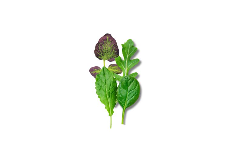 Power 4 Baby Leaf Blend