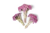 Purple Murasaki Fioretto Cauliflower