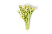 Fioretto Cauliflower