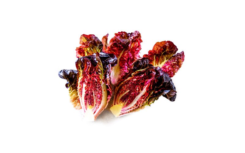 Pink Rhone Lettuce