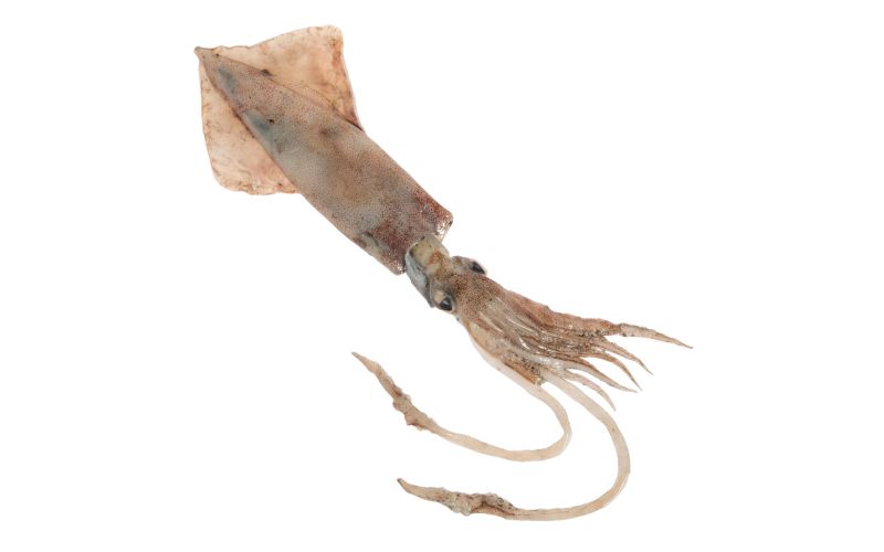 Large Dirty Squid Whole