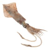 Large Dirty Squid Whole