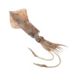 Medium Dirty Squid Whole