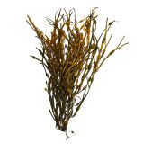 Decorative Seaweed