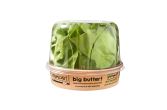 Organic Butter Lettuce