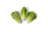 Junior Romaine Hearts